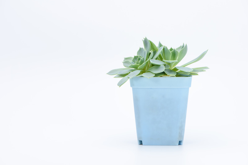 jade plant for home